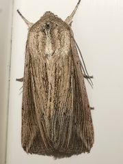 Mythimna riparia