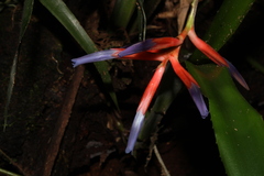 Quesnelia liboniana