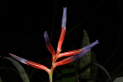 Quesnelia liboniana