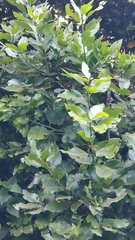 Laurus novocanariensis