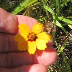Coreopsis basalis