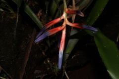 Quesnelia liboniana