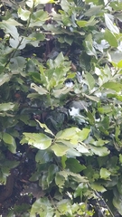 Laurus novocanariensis