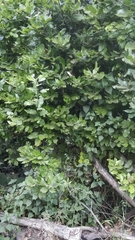 Laurus novocanariensis