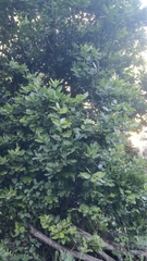 Laurus novocanariensis