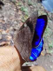 Eunica eurota