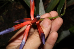 Quesnelia liboniana