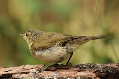 Phylloscopus canariensis