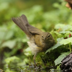 Phylloscopus canariensis