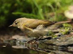 Phylloscopus canariensis