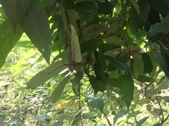 Cryptolepis sinensis