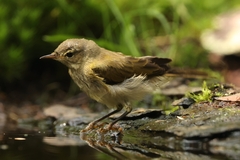 Phylloscopus canariensis