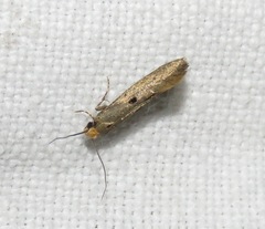 Tinea trinotella