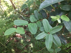 Cryptolepis sinensis