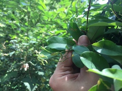 Cryptolepis sinensis