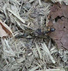 Lasius fuliginosus