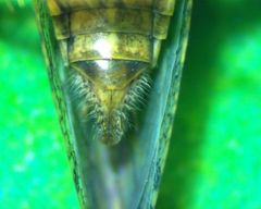 Paraphlepsius irroratus