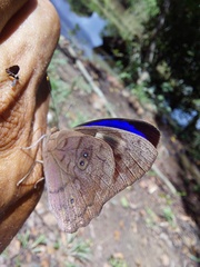 Eunica eurota
