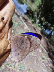 Eunica eurota