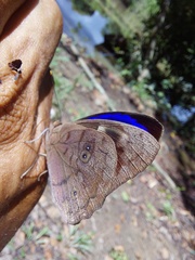 Eunica eurota