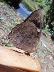 Eunica eurota
