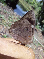 Eunica eurota