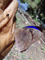 Eunica eurota