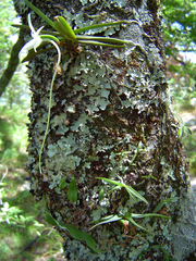 Angraecum stella-africae image