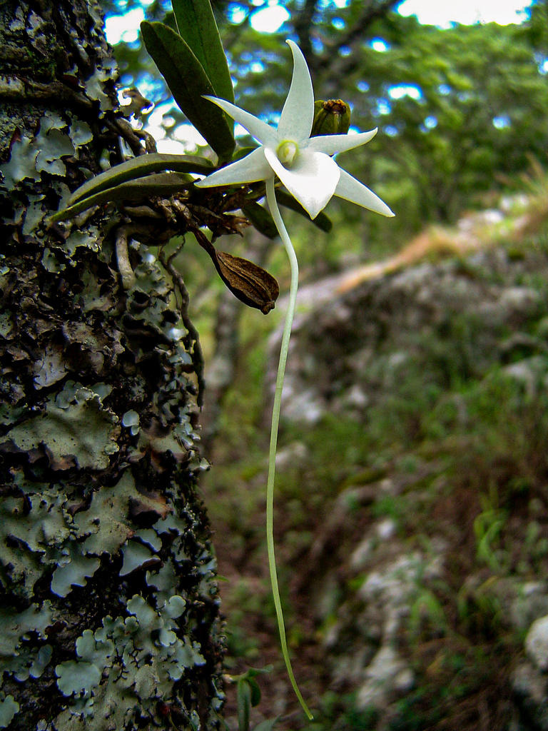 Star-of-Africa