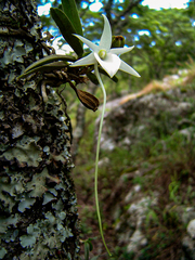Angraecum stella-africae image