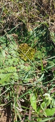 Arctopus echinatus