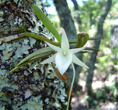Angraecum stella-africae