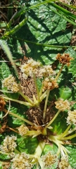 Arctopus echinatus