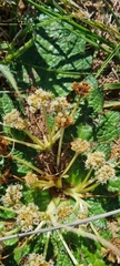 Arctopus echinatus