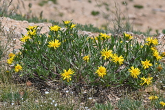 Heterotheca pumila