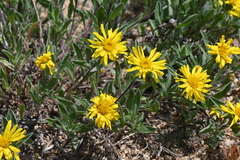 Heterotheca pumila