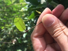 Euploea mulciber barsine