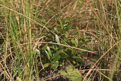 Eugenia albanensis