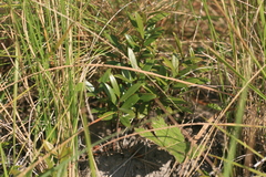 Eugenia albanensis