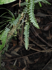 Trichomanes ankersii