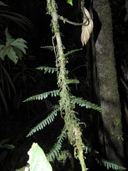 Trichomanes ankersii