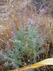Teucrium marum