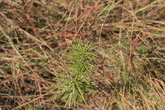 Berkheya insignis