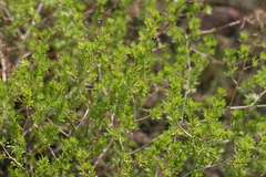 Asparagus laricinus
