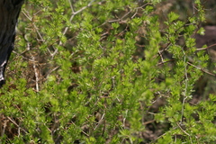 Asparagus laricinus