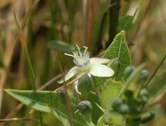 Basananthe sandersonii