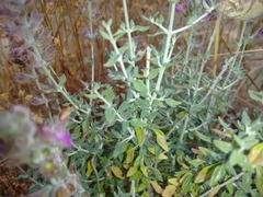 Teucrium marum