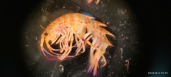 Gammarellidae