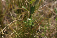 Basananthe sandersonii