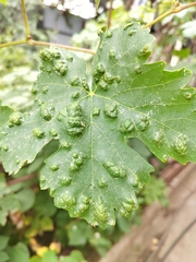 Colomerus vitis